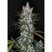 Auto Girl Scout Cookies